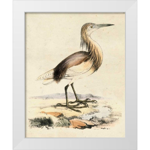 Antique Heron I White Modern Wood Framed Art Print by Unknown