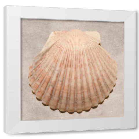 Weathered Shell Sampler White Modern Wood Framed Art Print by Stramel, Renee W.