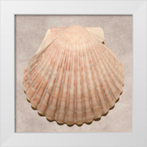 Weathered Shell Sampler White Modern Wood Framed Art Print by Stramel, Renee W.