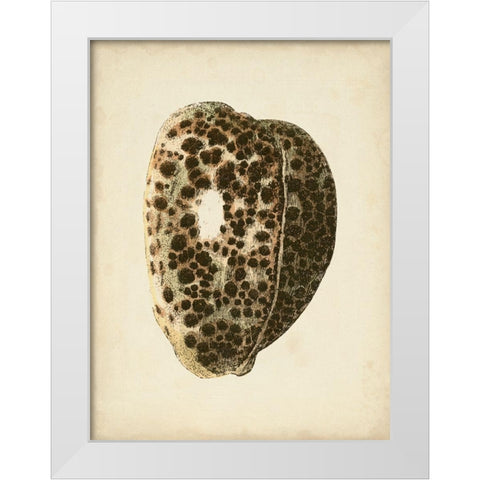 Sealife Collection III White Modern Wood Framed Art Print by Vision Studio