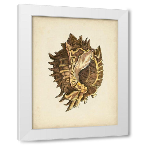 Sealife Collection VI White Modern Wood Framed Art Print by Vision Studio