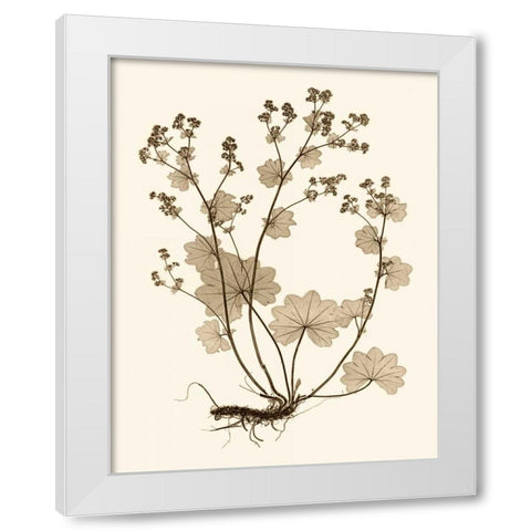 Sepia Nature Study I White Modern Wood Framed Art Print by Vision Studio