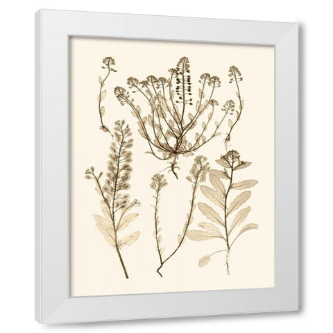 Sepia Nature Study III White Modern Wood Framed Art Print by Vision Studio