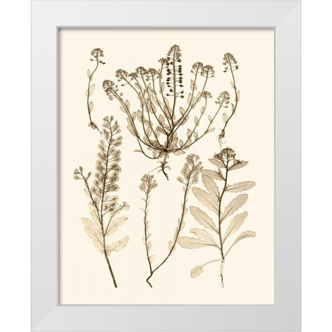 Sepia Nature Study III White Modern Wood Framed Art Print by Vision Studio