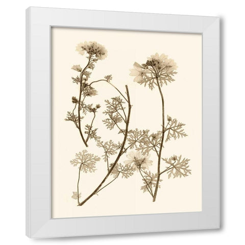 Sepia Nature Study IV White Modern Wood Framed Art Print by Vision Studio