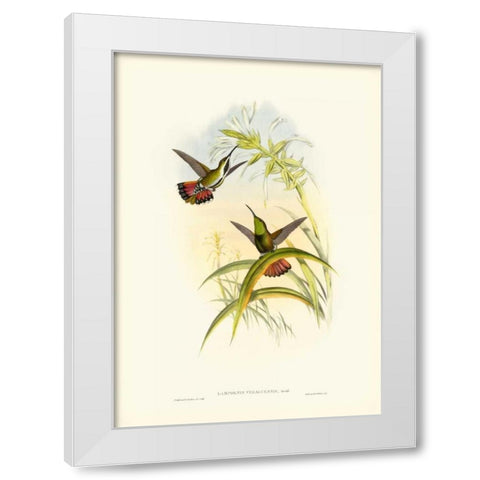 Gould Hummingbird I White Modern Wood Framed Art Print by Gould, John