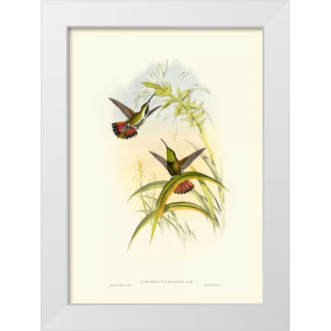 Gould Hummingbird I White Modern Wood Framed Art Print by Gould, John