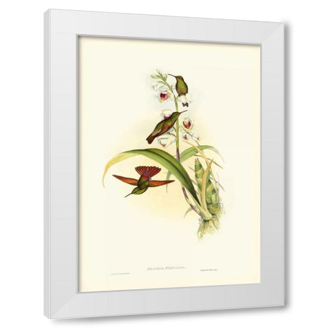 Gould Hummingbird II White Modern Wood Framed Art Print by Gould, John