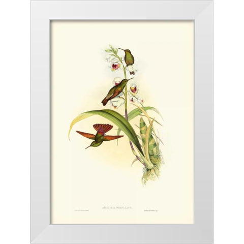 Gould Hummingbird II White Modern Wood Framed Art Print by Gould, John