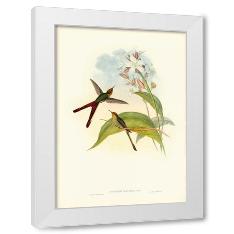 Gould Hummingbird III White Modern Wood Framed Art Print by Gould, John