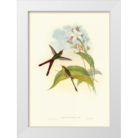 Gould Hummingbird III White Modern Wood Framed Art Print by Gould, John