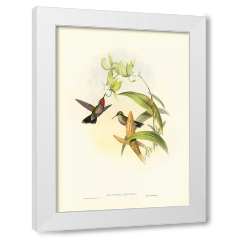 Gould Hummingbird IV White Modern Wood Framed Art Print by Gould, John