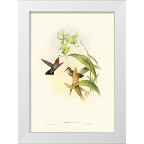 Gould Hummingbird IV White Modern Wood Framed Art Print by Gould, John