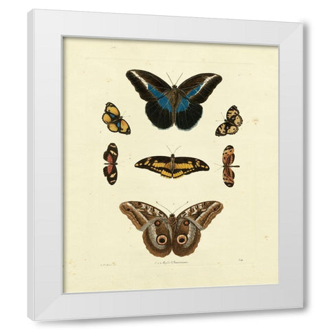 Knorr Butterflies I White Modern Wood Framed Art Print by Knorr