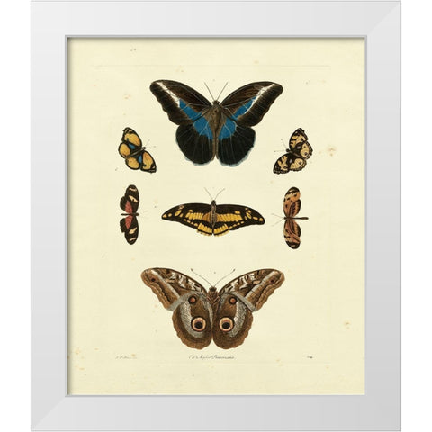 Knorr Butterflies I White Modern Wood Framed Art Print by Knorr