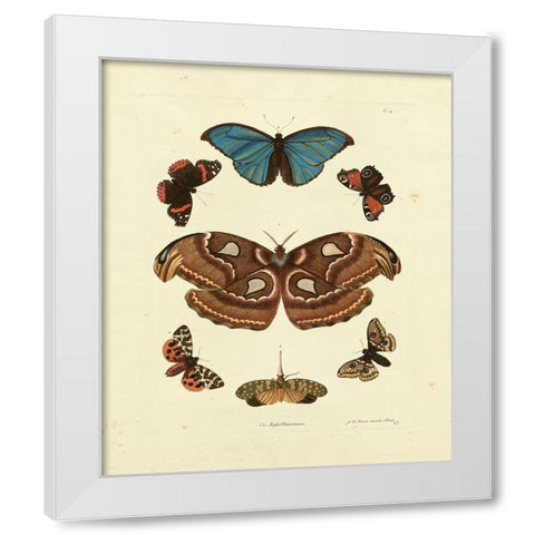 Knorr Butterflies II White Modern Wood Framed Art Print by Knorr