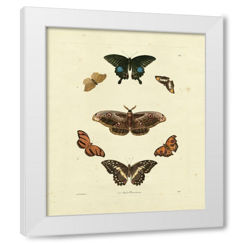 Knorr Butterflies III White Modern Wood Framed Art Print by Knorr