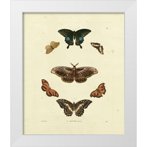 Knorr Butterflies III White Modern Wood Framed Art Print by Knorr