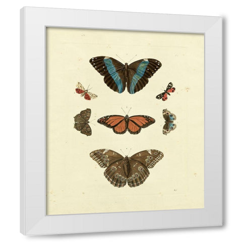 Knorr Butterflies IV White Modern Wood Framed Art Print by Knorr