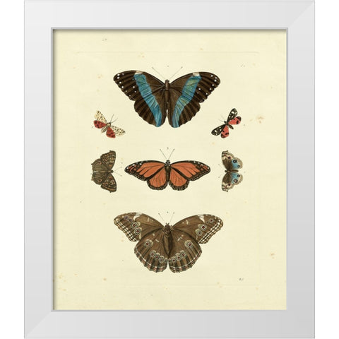 Knorr Butterflies IV White Modern Wood Framed Art Print by Knorr