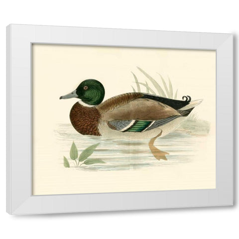 Morris Ducks I White Modern Wood Framed Art Print by Morris