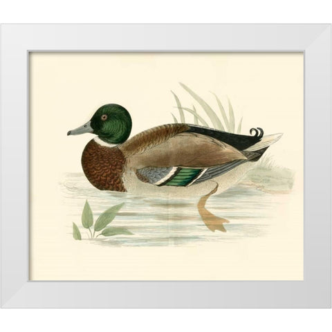 Morris Ducks I White Modern Wood Framed Art Print by Morris