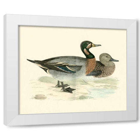 Morris Ducks III White Modern Wood Framed Art Print by Morris