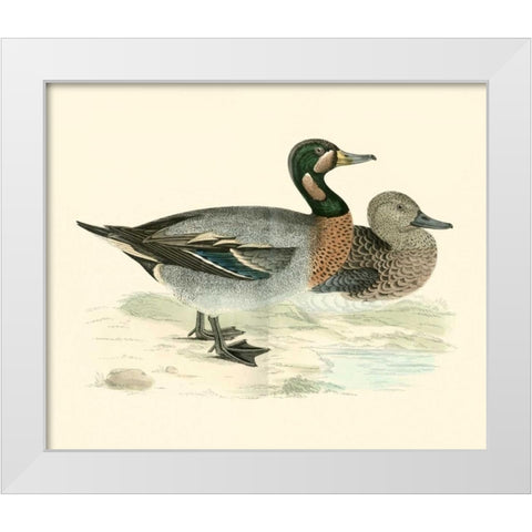 Morris Ducks III White Modern Wood Framed Art Print by Morris