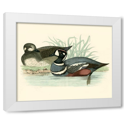 Morris Ducks IV White Modern Wood Framed Art Print by Morris