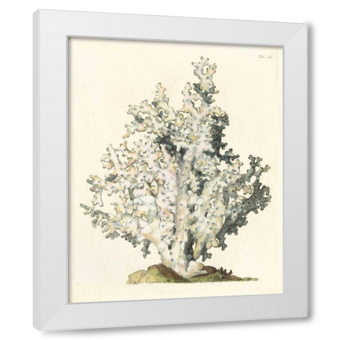 Antique Coral I White Modern Wood Framed Art Print by Vision Studio
