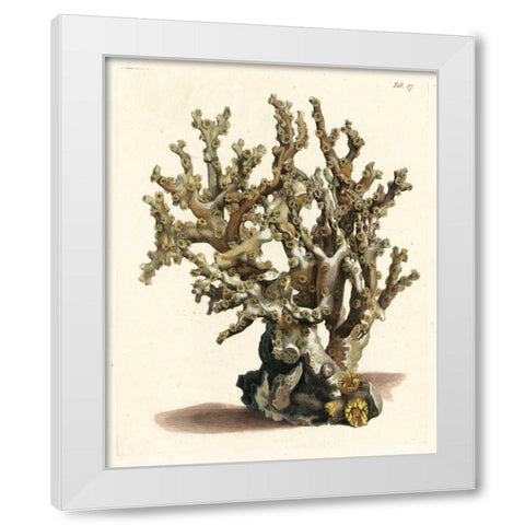 Antique Coral II White Modern Wood Framed Art Print by Vision Studio