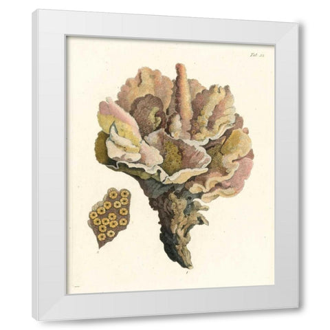 Antique Coral III White Modern Wood Framed Art Print by Vision Studio