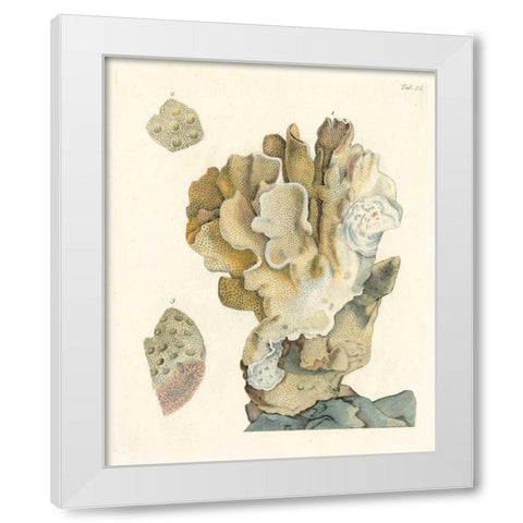 Antique Coral IV White Modern Wood Framed Art Print by Vision Studio