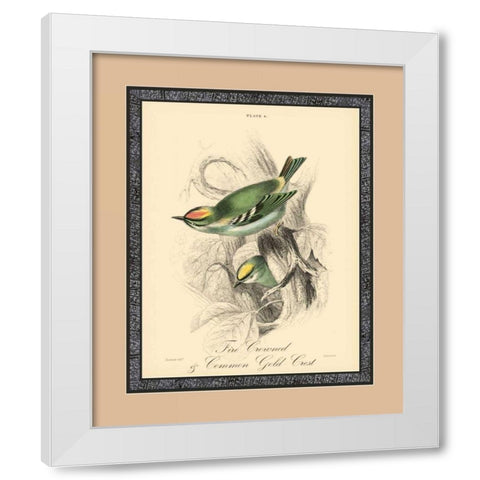 Printed Fire-Crowned Crest White Modern Wood Framed Art Print by Apogee Art Services