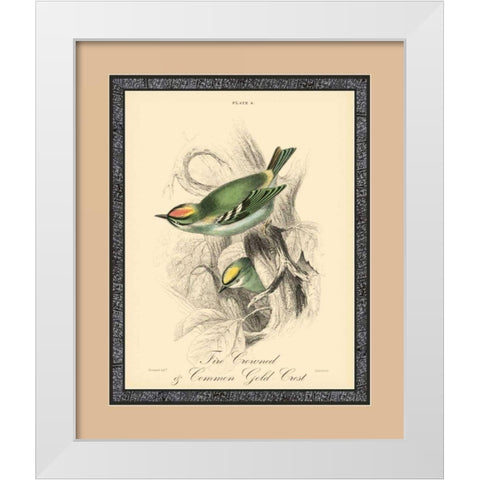 Printed Fire-Crowned Crest White Modern Wood Framed Art Print by Apogee Art Services