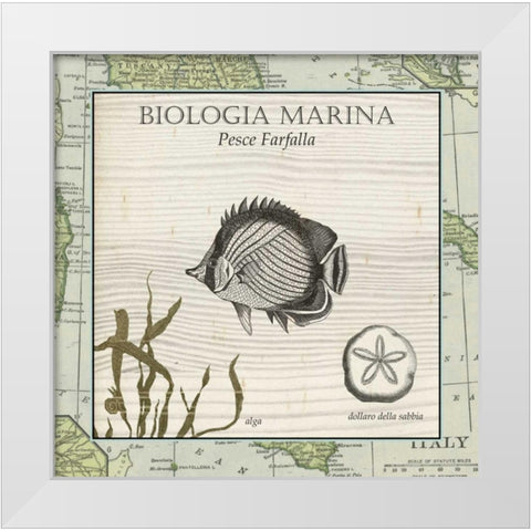Biologia Marina I White Modern Wood Framed Art Print by Vision Studio