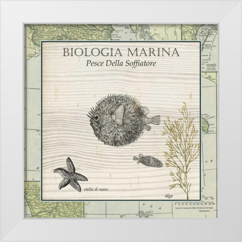Biologia Marina II White Modern Wood Framed Art Print by Vision Studio
