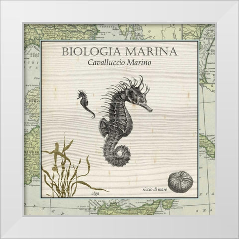 Biologia Marina III White Modern Wood Framed Art Print by Vision Studio
