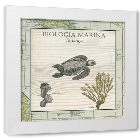 Biologia Marina IV White Modern Wood Framed Art Print by Vision Studio