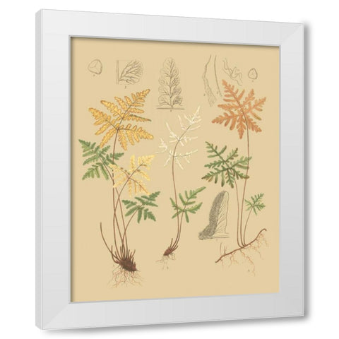 Natures Lace I White Modern Wood Framed Art Print by Faxon, C.E.