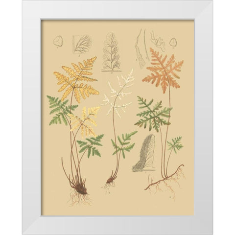 Natures Lace I White Modern Wood Framed Art Print by Faxon, C.E.