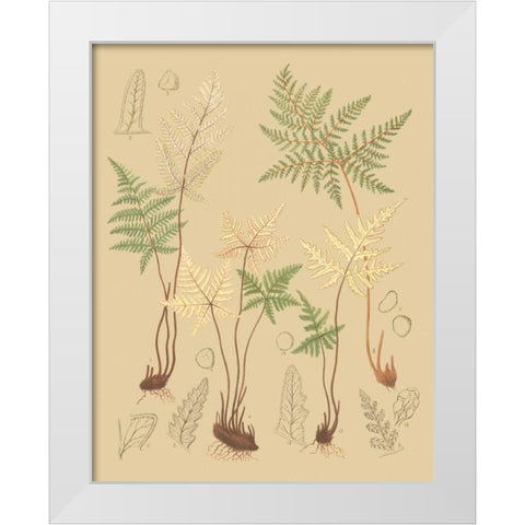 Natures Lace II White Modern Wood Framed Art Print by Faxon, C.E.