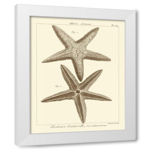 Striking Starfish I White Modern Wood Framed Art Print by Vision Studio