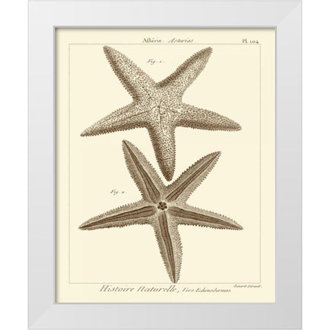 Striking Starfish I White Modern Wood Framed Art Print by Vision Studio