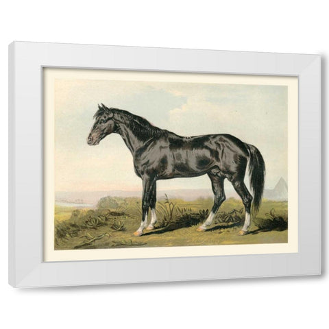 Cassells Horse II White Modern Wood Framed Art Print by Cassel