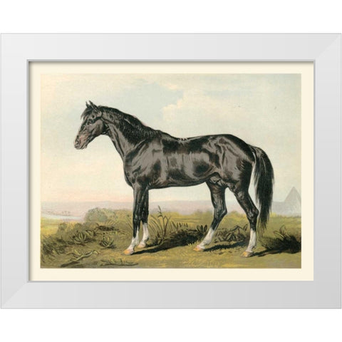 Cassells Horse II White Modern Wood Framed Art Print by Cassel