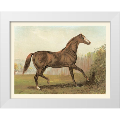 Cassells Horse III White Modern Wood Framed Art Print by Cassel