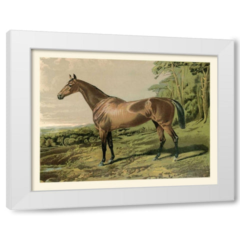Cassells Horse IV White Modern Wood Framed Art Print by Cassel