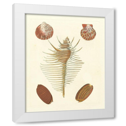 Knorr Shells I White Modern Wood Framed Art Print by Knorr
