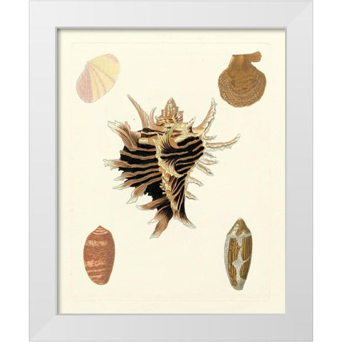 Knorr Shells II White Modern Wood Framed Art Print by Knorr
